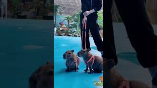 Chill Capybarass Happy and Relaxable Life cute capybara [upl. by Swagerty]