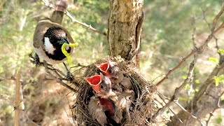 WhiteEar Bulbul doing her work continuesly without any break for babies strong BirdPlusAnimals [upl. by Beffrey]