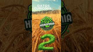 Datos Curiosos de Sobre la Hidroponía 🍇🍓🌶️🍅 [upl. by Farlie]