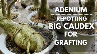 REPOTTING MY FOUR YEAR OLD BIG CAUDEX ADENIUM PLANTS WHICH ARE GREAT FOR GRAFTING  Mikel Awitan [upl. by Eilahs]