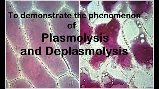 Plasmolysis Experiment [upl. by Eseuqram861]