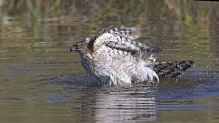 Accipiter cooperii COOPERS HAWK bathes 9085181 [upl. by Nylinej652]