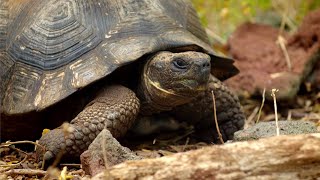 Tracking Giant Galapagos Tortoises  BBC Earth [upl. by Cowan]