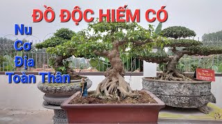 VƯỜN CÂY TRONG MƠ đang dần lộ diện và RẤT NHIỀU TP SẮP TRÌNH LÀNG  Bonsai Đức Huy  0384252361 [upl. by Eirak]