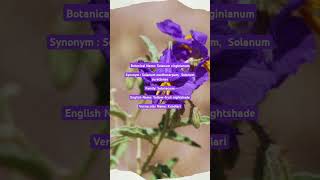 Solanum virginianum youtubeshorts trendingshorts trending botany plantscience [upl. by Airehtfele]