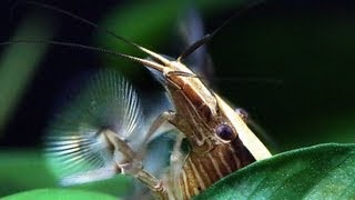 Bamboo Shrimp competes for the best spot in the Aquarium Atyopsis Moluccensis [upl. by Deeas]