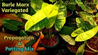 Philodendron Burle Marx Variegated Propagation amp Potting Mix II New Plants from Cuttings 🥰🥰 II [upl. by Ansell]