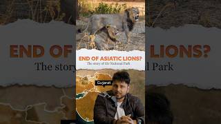 🤔Why Asiatic Lions 🦁live only in Gujarat 🤔 Gir National Park [upl. by Tuddor937]