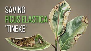 How to save a Ficus elastica Tineke cutting from dying [upl. by Stein826]