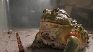 Giant African Bullfrogs eating everything in sight [upl. by Zoeller]