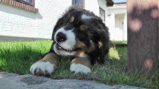 Bernese Mountain Dog Puppy  Berner Sennenhund Welpe Hermann vom Hexenturm Fotoalbum Nr1 [upl. by Nalyd799]