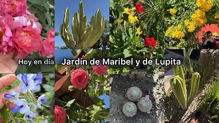 Una actualización de estos 2 jardines garden [upl. by Harutek139]