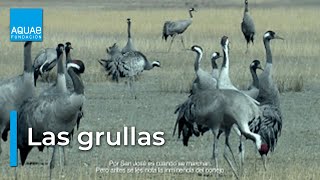 Las GRULLAS en las LAGUNAS de GALLOCANTA [upl. by Haramat]