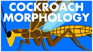 Morphology of Cockroach Class 11  Cockroach Class 11  Cockroach animation  NEET [upl. by Yesor]