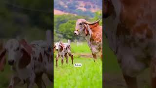 Fique Calado gado agro dicas cavaloroça motivacional reels viralvideo pecuaria fazenda [upl. by Giuliana932]