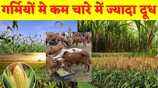 Best Gir Cow Summer Fodder to Increase Milk  गर्मियों में गाय का दूध बढ़ाने के लिए क्या खिलाएं [upl. by Nabroc]