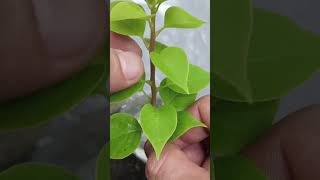 How to Propagate Bougainvillea Cuttings for Beginners garden [upl. by Ennaxor]