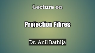 Projection Fibers [upl. by Enoitna513]