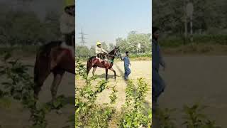 Gate Practice Preparation For Racing At Lahore Race Club [upl. by Millie183]