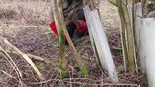 4 How to use a bill hook to lay a hedge plant [upl. by Dahraf]