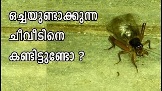 ഇങ്ങനെയാണ് ചീവീട് ഒച്ചയുണ്ടാക്കുന്നത് How Cricket Makes Noise [upl. by Gnuj]