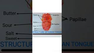 Structure of Human tongue 👅 full name colour full diagram ✨ [upl. by Ainival]