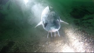 Diving with Sturgeon at Dosthill Quarry [upl. by Johen331]