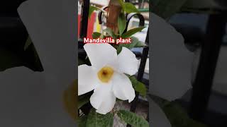 Mandevilla plant youtubeshort viralvideos viralshorts [upl. by Roobbie515]