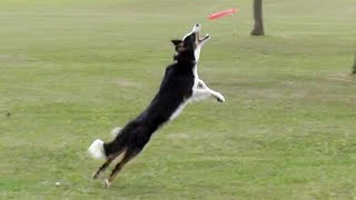 Disc Dog  amazing disc catching dogs [upl. by Rask]