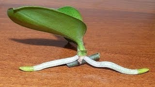 How to Grow Orchids from Stem Cuttings [upl. by Earezed]