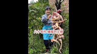 猪棒骨炖猪尾巴再配上蝲蛄豆腐太美味了 回到90我的乡村生活 蝲蛄豆腐蝲蛄猪尾巴 [upl. by Deehsar874]