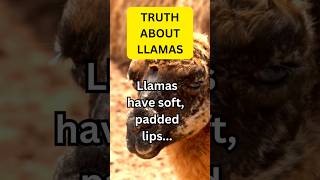 Llamas vs Alpacas  what are some differences 🦙🦙 llamas animals nature [upl. by Ramsay]