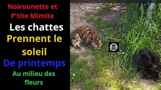 Le printemps des chats [upl. by Alyson]