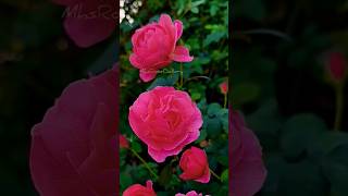 Most beautiful rose  flowers gardening channels  reels videos rose garden shorts satisfying [upl. by Pebrook]