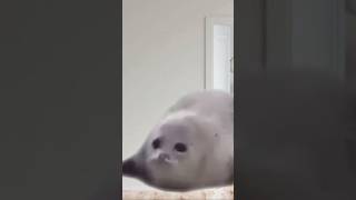 For flopping seals memes funny animals humor football seal [upl. by Yalhsa]