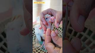 pigeon pox treatment 💯🕊️ viral viralvideo viralshorts youtubeshorts birds edit [upl. by Ewan]