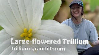 Largeleaved Trillium Trillium grandiflorum  Native Wildflower Identification [upl. by Nnylav]