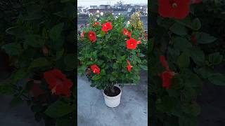 Terrace gardening hibiscus flower  14 inch pot hibiscus  red flower  gardeningflowers shorts [upl. by Kala]