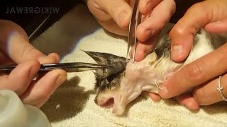 Satisfying Botfly Larvae Removal From Animals [upl. by Evatsug]