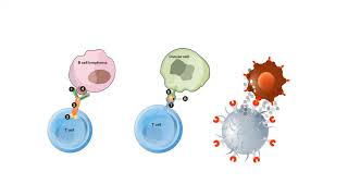 B CELLS and T CELLS EXPLAINED [upl. by Notsgnal]