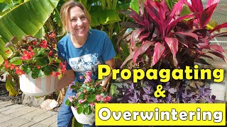 Propagating for Overwintering  Begonias Cordyline amp Purple Heart  budgetgardening [upl. by Illoh]