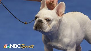 National Dog Show 2023 NonSporting Group Full Judging  NBC Sports [upl. by Nonnek115]