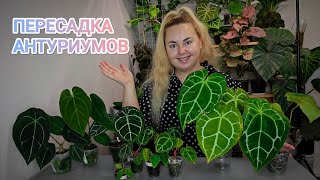 ПЕРЕСАДКА В 6 УТРА😅Как подросли антуриумы за полгода😳Что в верхушками почеренкованных антуриумов😱 [upl. by Learsiy]