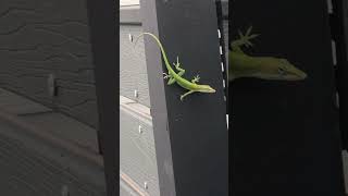 American native anole changing from green to brown [upl. by Anayik]