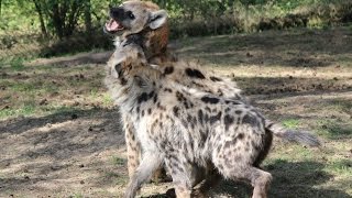 Stoeiende gevlekte hyenas  Playfull spotted hyenas  Safaripark De Beekse Bergen [upl. by Costanza]