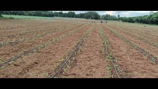 Planting Sweet Corn on 3 Acres with Drip Irrigation From Seed to Seedling sweetcorn agriculture [upl. by Asselam409]