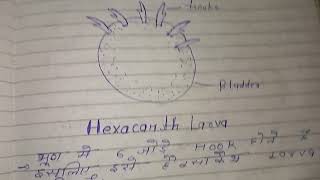 Larval Forms of Cestoda  full notes in hindi  msc zoology notes in hindi [upl. by Alister102]