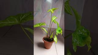 How to propagate Syngonium plant Arrow Head plant in soil 🌱🌱Youtube shorts🍀🍀Israts Garden 🌲🌲 [upl. by Brownley926]