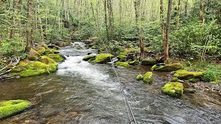 The most remote wild trout stream in the Smokies is amazing [upl. by Lenahs]