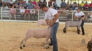 FFA Sheep Show [upl. by Hallette]